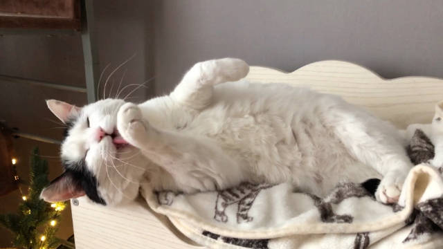 小花猪洗小花脸早安, 祝一周顺利...